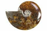 Polished Cretaceous Ammonite (Cleoniceras) Fossil - Madagascar #305908-1